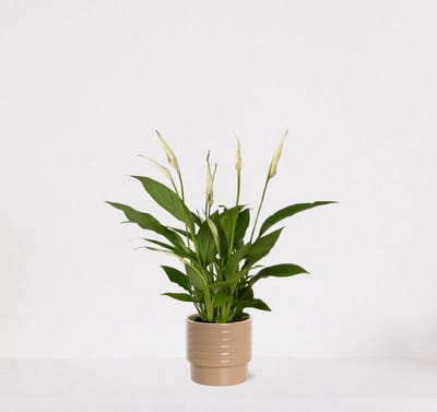 Spathiphyllum in sierpot Naemi Taupe – witte kamerplant – luchtzuiverende lepelplant - 35-50cm - Ø13 – geleverd met plantenpot – vers uit de kwekerij