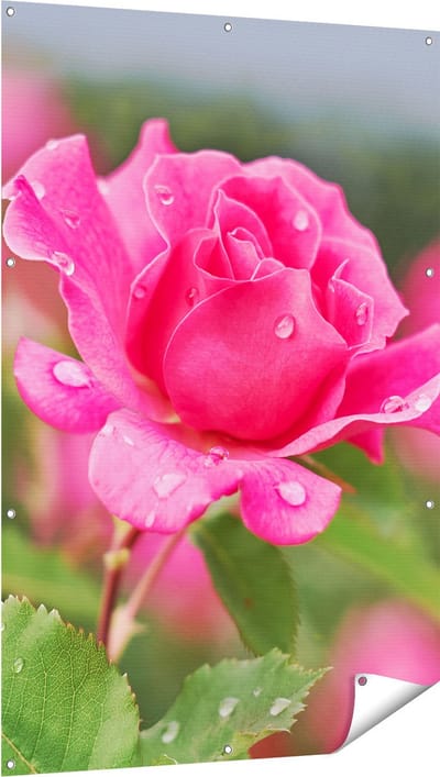 Gards Tuinposter Roze Roos met Waterdruppels - 100x150 cm - Tuindoek - Tuindecoratie - Wanddecoratie buiten - Tuinschilderij