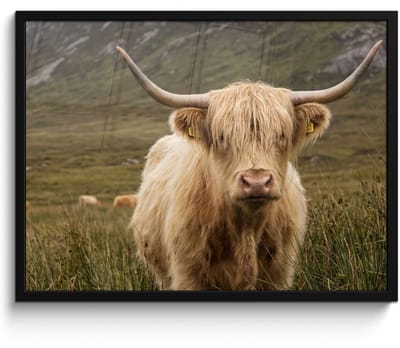 Poster in lijst - Fotolijst 80x60 cm - Posters - Schotse hooglander - Bergen - Grasveld - Posterlijst zwart - Decoratie - Wanddecoratie woonkamer - Muurdecoratie slaapkamer