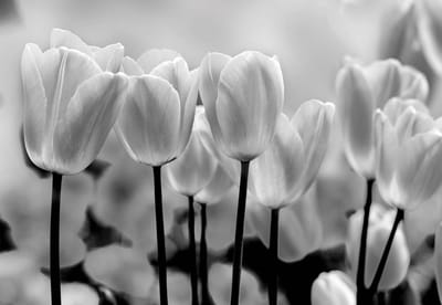 Fotobehang Tulip Flowers | XL - 208cm x 146cm | 130g/m2 Vlies