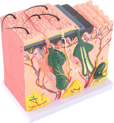 Huidmodel Demonstratie - Huid Anatomie Model - Biologie Lesgeven - 50x Vergroting 25 Diagrammen - Niet Gespecificeerd - Niet Gespecificeerd