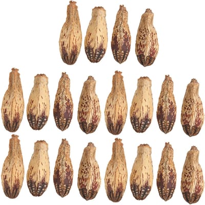 5 Sachets Cacahuètes à Mâcher pour Perroquet Soulagent l'Ennui Aiguisent le Bec Naturelles Décoratives pour la Maison Noix Séchées beige