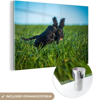 ® Glasschilderij 180x120 cm - Schilderij acrylglas - Een zwart gekleurde Engelse cockerspaniël in het groene gras - Foto op glas - Muurdecoratie woonkamer - Wanddecoratie slaapkamer - Schilderijen