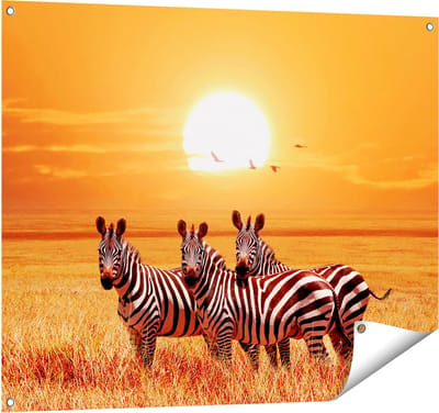 Gards Tuinposter Drie Zebra's bij Zonsondergang - 100x80 cm - Tuindoek - Tuindecoratie - Wanddecoratie buiten - Tuinschilderij