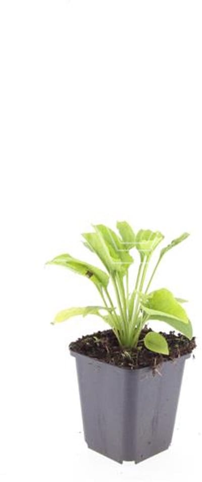 Najaars Borderpakket - 18 Vaste Planten voor 3 m² - Zon/Halfschaduw