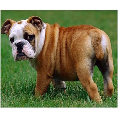 Diamond Painting Accessoires Kruissteek Volledige 5d Engelse Bulldog Diamant Mozaïek Borduurwerk 20X30CM brown
