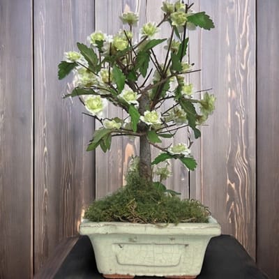 Seta Fiori - Schattig kunst bonsai boompje in originele schaal - witte roosjes - 20cm