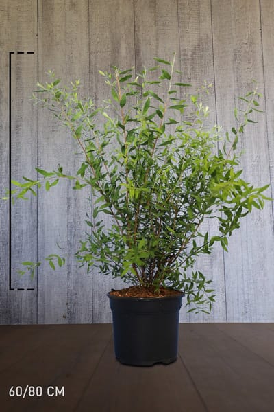 Spierstruik 'Grefsheim' Pot 60-80 cm