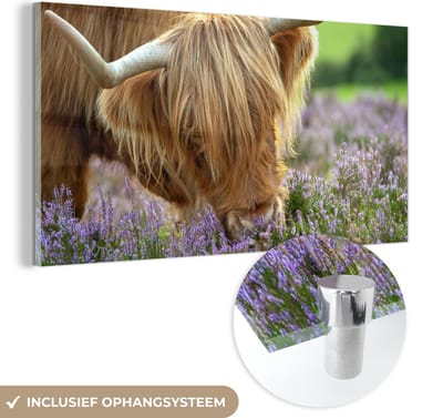 MuchoWow® Glasschilderij 40x20 cm - Schilderij acrylglas - Schotse Hooglander - Gras - Heide - Dieren - Foto op glas - Schilderijen