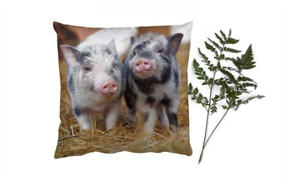 Sierkussens - Kussentjes Woonkamer - 40x40 cm - Varken - Dieren - Varkentje