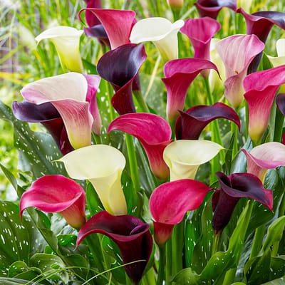 Calla Lelie - Zantedeschia - Paars / Roze Mix - Bloembollen - 10 stuks - Meerkleurig - Bloem bollen - Leliebollen