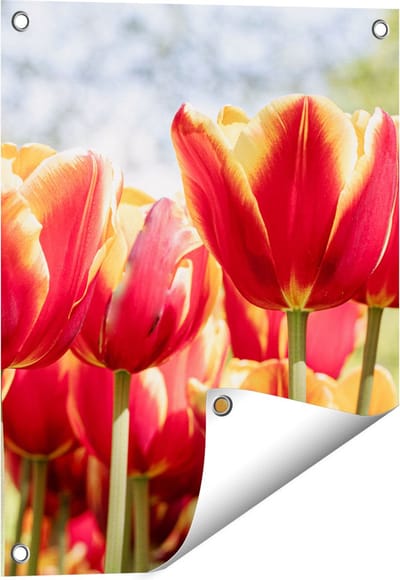 Gards Tuinposter Oranje Rode Tulpen - 40x50 cm - Tuindoek - Tuindecoratie - Wanddecoratie buiten - Tuinschilderij