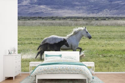 Behang - Fotobehang Paarden - Veulen - Bruin - Breedte 600 cm x hoogte 400 cm