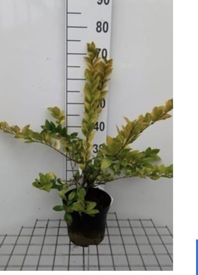 Ligustrum vicaryi - Geelbonte Liguster 30 - 40 cm in pot