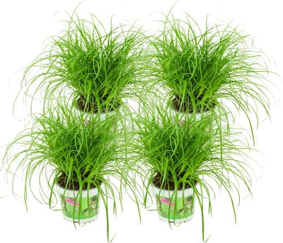 Cyperus - Kattengras - 4 Stuks - Ø 12 cm - Hoogte: 25-30 cm - Kamerplant