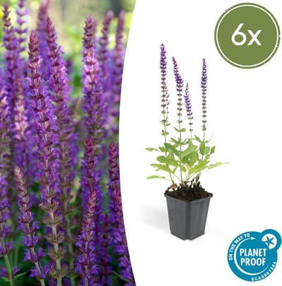 Tuinplantenshop.com | Salvia nem. 'Ostfriesland' | 6 stuks - Ø9cm - 10-25cm hoog - Tuinplant