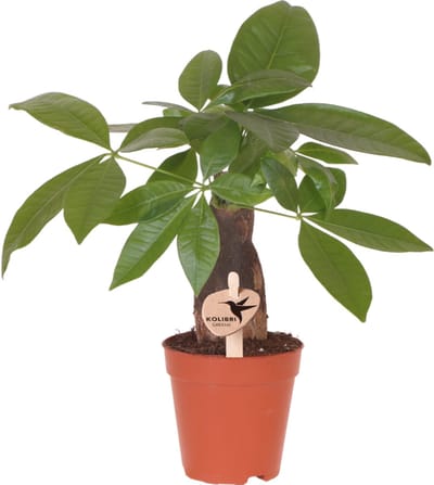 Tuincentrumgigant.nl | Groene plant - Pachira ⌀9 cm - groene kamerplant - vers van de kweker
