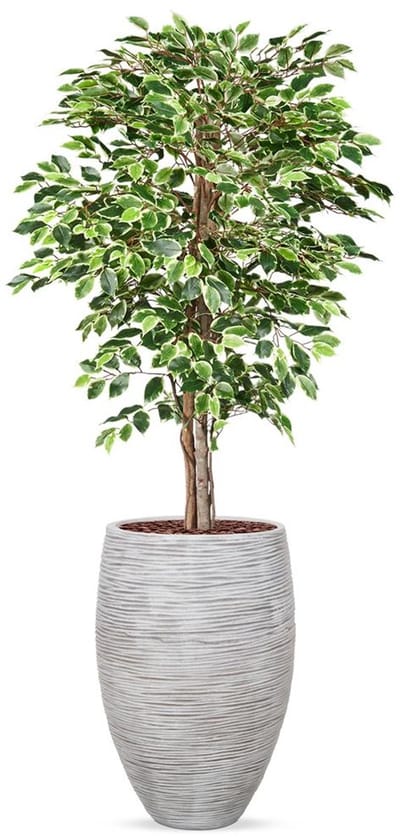 Kunstplant Ficus bont in Vaas elegant Deluxe Rib ivoor H200 cm