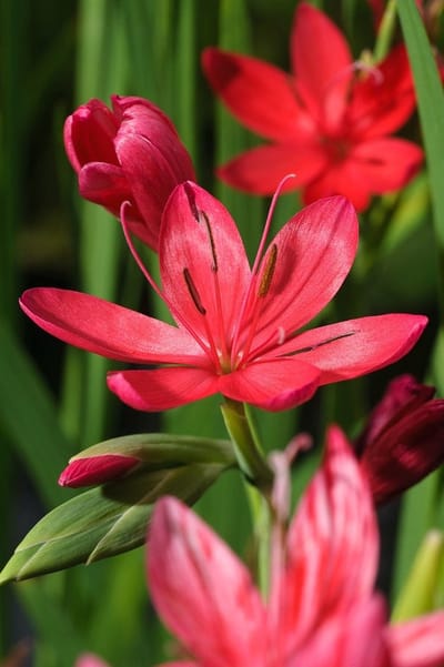 Moerings Schizostylis Coccinea Major | Moerasgladiool | In 18CM Mand Kant en Klaar