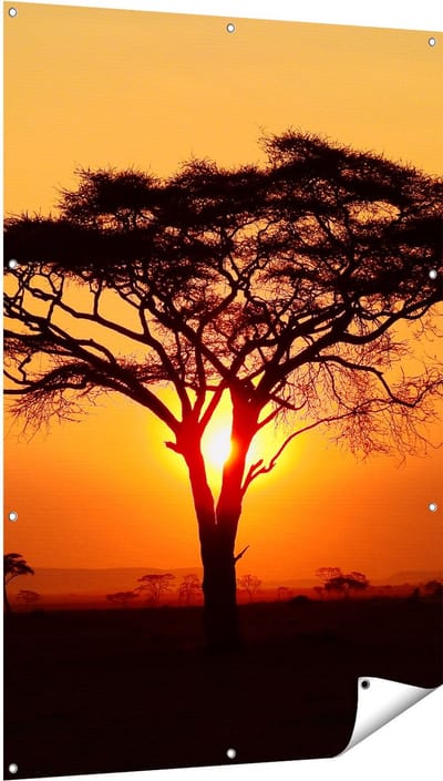 Gards Tuinposter Zonsondergang Achter een Savanne Boom - 100x150 cm - Tuindoek - Tuindecoratie - Wanddecoratie buiten - Tuinschilderij