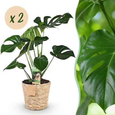 Plantenboetiek.nl | Green is... Monstera Deliciosa - Gatenplant - Weinig onderhoud - met mand - Groen - 2 Planten - Ø17cm - 50-55cm hoog - Kamerplant - Groenblijvend
