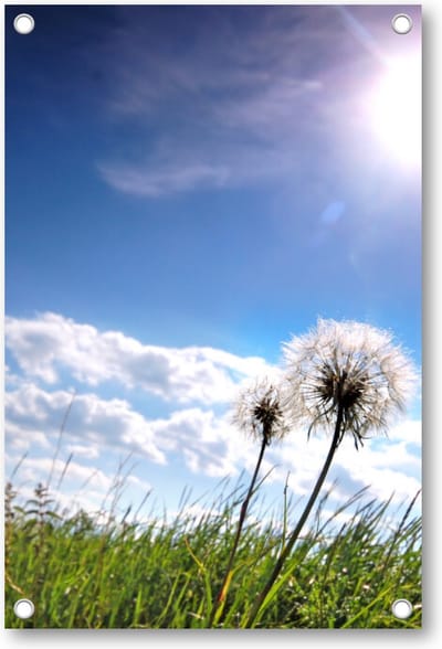 Paardebloemen in de wei op een zonnige dag - Tuinposter 60x90 - Wanddecoratie - Besteposter - Landschap - Natuur - Bloemen