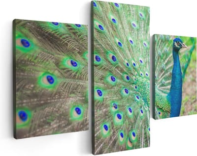 Artaza Canvas Schilderij Drieluik Pauw Met Kleurrijke Veren  - 90x60 - Foto Op Canvas - Canvas Print