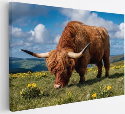 Saammp Canvas Schilderij 2 Schotse Hooglander Koeien in de sneeuw - Dieren - Natuur - 30x20 - Foto op canvas - Wanddecoratie - muurdecoratie Woonkamer - Slaapkamer decoratie - Canvas Print