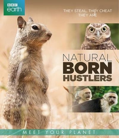 BBC Earth - Natural Born Hustlers (Blu-ray)