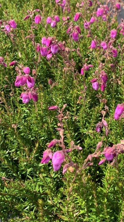Ierse Heide Roze - 10 Stuks - Daboecia cantabrica 'Atropurpurea' - P9.5 - Plant - Tuinplant - Heide - Bloem