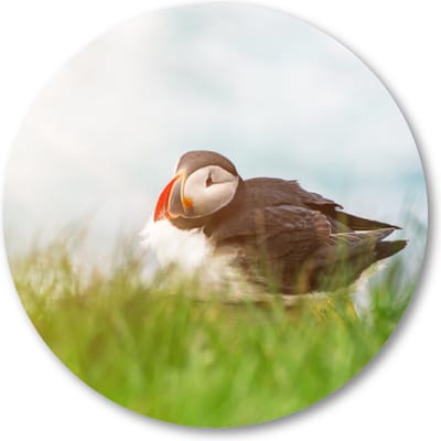 Atlantische papegaaiduikervogel - Muurcirkel Forex 40cm - Wandcirkel voor binnen - Dieren