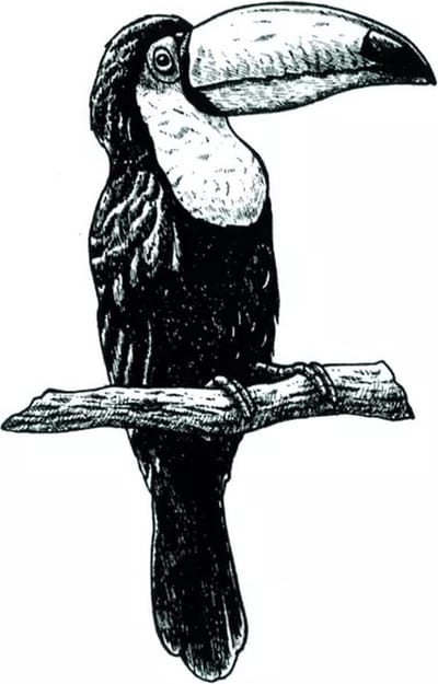 GoedeDoelen.Shop | Body Tattoo Toekan | Tijdelijke Tatoeage | Toekan | Vogel Tattoo | Vogelbescherming | Bird Tattoo | Save The Planet | Nep Tattoo