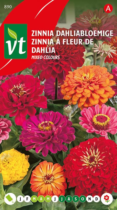 Zinnia 'Grote Dahliabloemige' - Weelderige Snijbloemen in Prachtige Kleuren