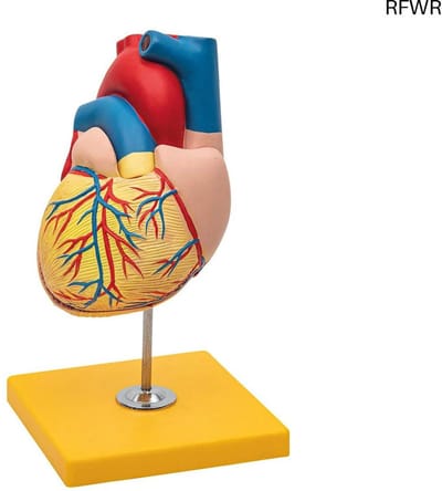 RFWR® Betaalbaar 2-delig anatomiemodel van het menselijk hart voor schoolonderwijs - ware grootte