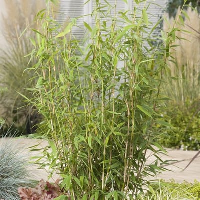 Plants Online BV - Planten - Tuinplanten - Bamboe - Set van 1 - Reuzenbamboe 'Jumbo'