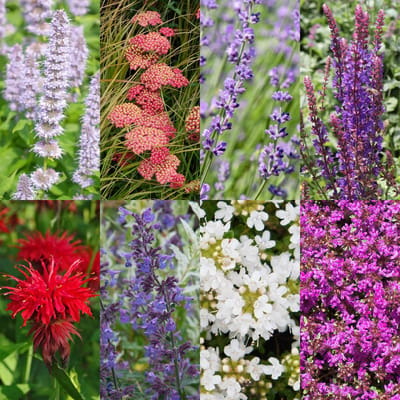 Plantenboetiek.nl | Borderpakket - Geurend - Diversen - Soorten en kleuren - 6 Planten - Ø11cm - 20-50cm hoog - Tuinplant