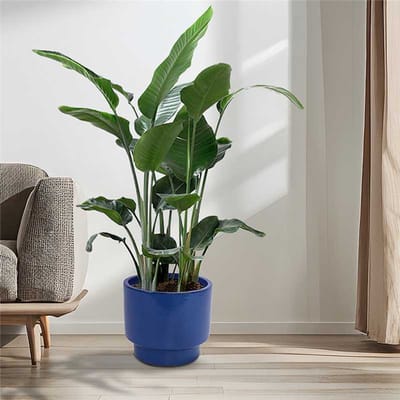 STILVORA Bloempot – Glanzende Afwerking – Keramiek – Blauw – Met Afwateringsgat – Voor Binnen En Buiten – Weerbestendig En Vorstbestendig
