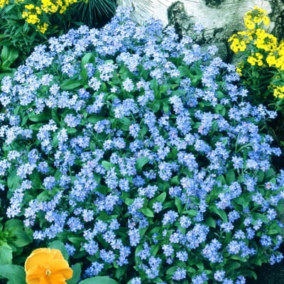 Sluis Garden - Vergeet me niet Indigo Blue