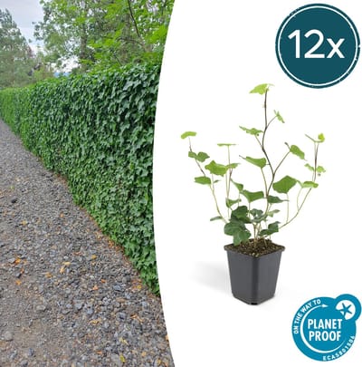 Tuinplantenshop.com | Hedera Hibernica | 12 stuks - Ø9cm - 10-25cm hoog - Tuinplant - Multideal