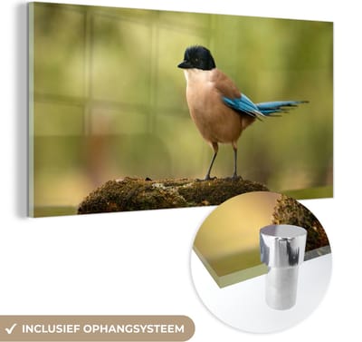 MuchoWow® Glasschilderij 40x20 cm - Schilderij acrylglas - Ekster - Vogel - Mos - Foto op glas - Schilderijen