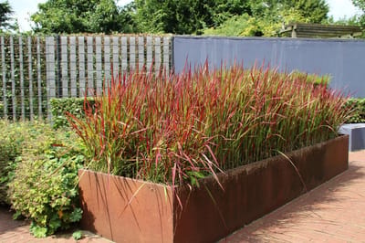 Imperata cylindrica ‘Red Baron’ – 12x P9 – Japans Bloedgras Siergras met Rode Bladtoppen