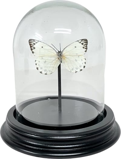 Stolp met Belinaus Calypso - Witte vlinder in stolpje