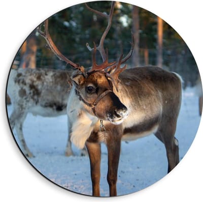 Dibond Wandcirkel - Rendier in de Sneeuw - 40x40cm Foto op Aluminium Wandcirkel (met ophangsysteem)