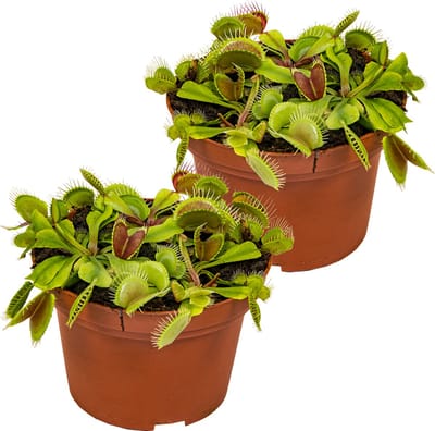 Bloomique - Set van 2 - Dionaea Muscipula - Venus Vliegenval - Venusvliegenvanger - Vleestende Plant - Kamerplanten - Hoogte 10-15 cm - Pot 12 cm