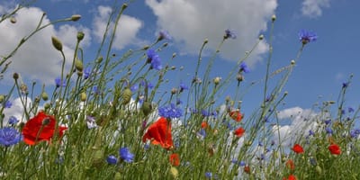 Fotobehang Klaprozen en bermbloemen 250 x 260 cm - € 175,--