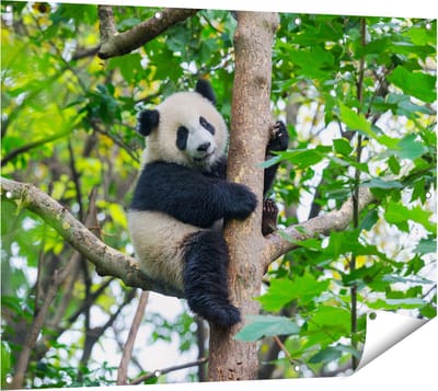 Gards Tuinposter Panda in de Bomen - 120x90 cm - Tuindoek - Tuindecoratie - Wanddecoratie buiten - Tuinschilderij