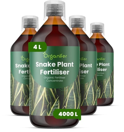 Vloeibare Meststof Voor Sansevieria 4X1 L Voor 4000 L - Npk 2-1-8 - Opgaande Bladgroei - Sterke Bladkleur - Bladstevigheid - Gelijkmatige Groei - Sterk Wortelstelsel - Zachte Nutriëntenopname - Herstel Na Verpotten - Organifer