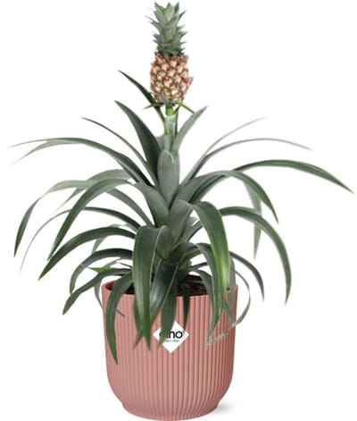 Plantenboetiek.nl | Ananas Mi Amigo in ELHO Vibes Fold roze - Ø14cm - 30-40cm hoog - Kamerplant - Groenblijvend