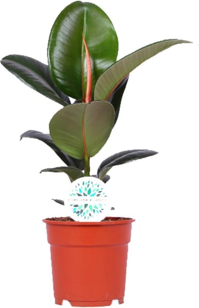 Plantenboetiek.nl | Ficus Elastica Robusta - Ø17cm - 45-55cm hoog - Kamerplant - Groenblijvend