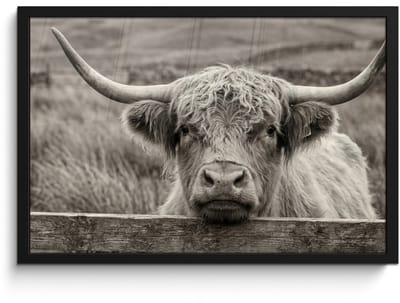 Poster in lijst - Fotolijst 60x40 cm - Posters - Schotse hooglander - Zwart - Wit - Hout - Posterlijst zwart - Decoratie - Wanddecoratie woonkamer - Muurdecoratie slaapkamer